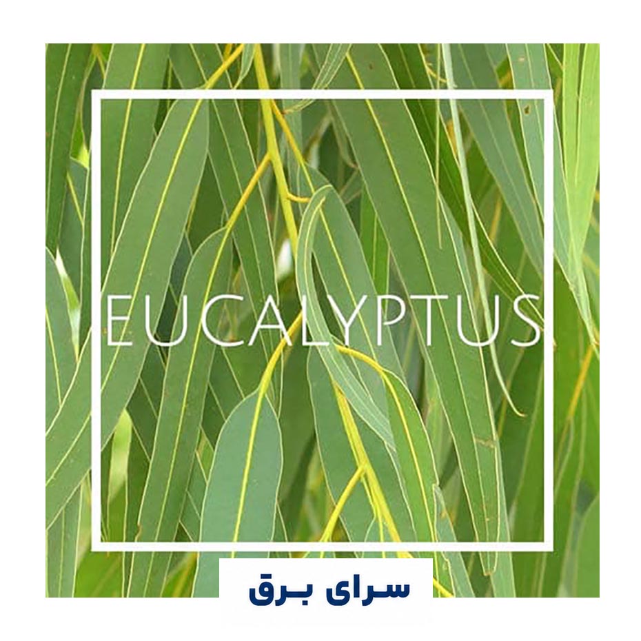 خرید اسانس خوشبو کننده هوا اکالیپتوس (Eucalyptus)
