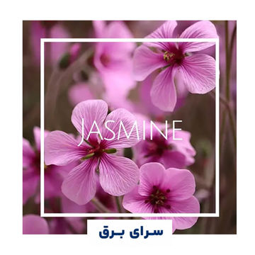 خرید اسانس خوشبو کننده هوا یاس (Jasmine)