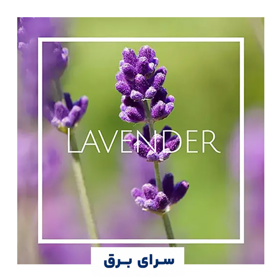 خرید اسانس خوشبو کننده هوا اسطوخودوس Lavender