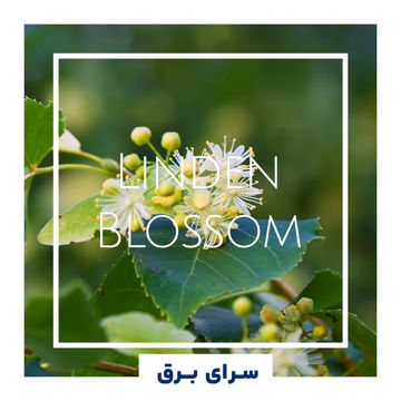 خرید اسانس خوشبو کننده هوا گل بید مشک (Linden Blossom)