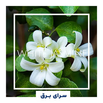 خرید اسانس خوشبو کننده هوا یاس سفید (White Jasmine)
